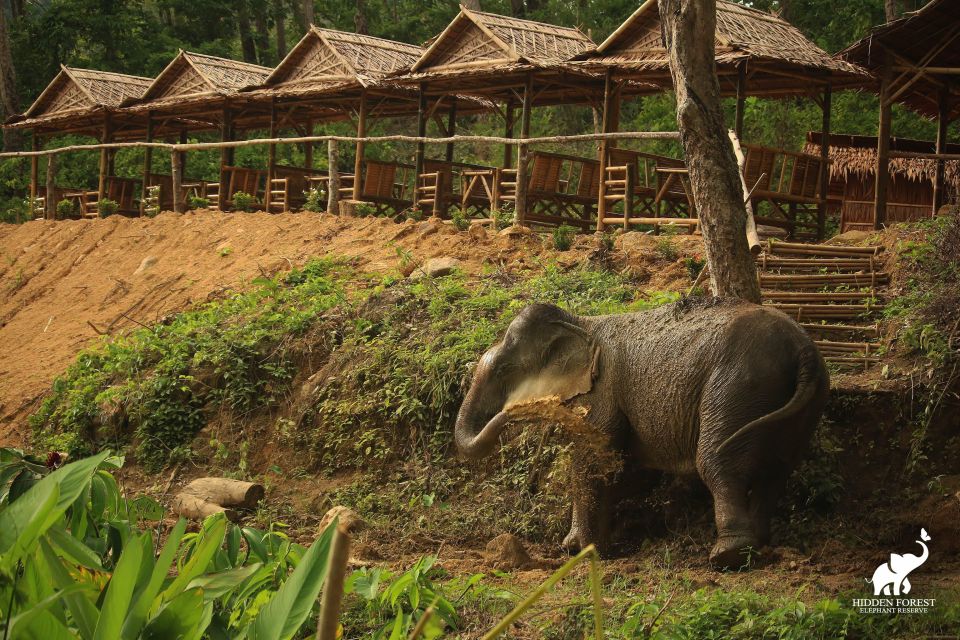 Phuket: Hidden Forest Elephant Reserve With Meal & Transfer - Key Points