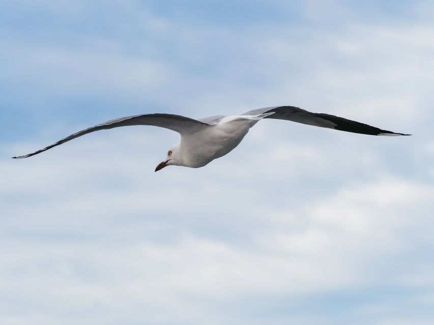 Port Stephens: Dolphin Watching Cruise - Key Points