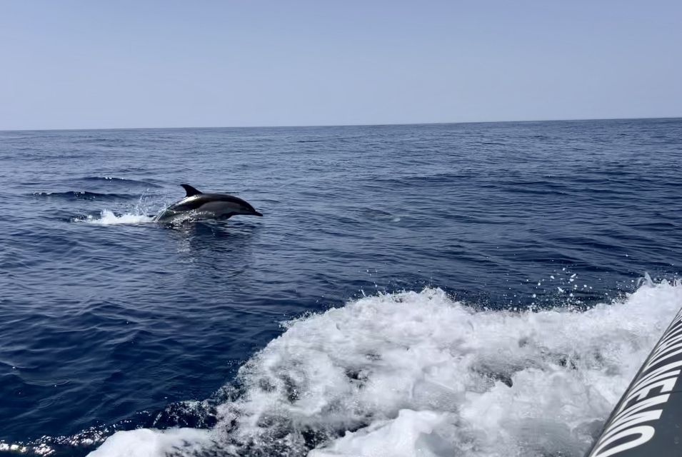 Portimão: Dolphin Watch & Benagil Caves With Biologist Guide - Key Points