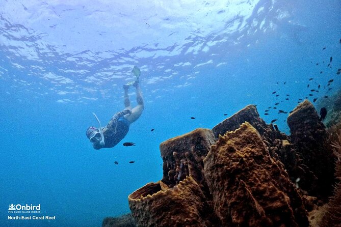 PROFESSIONAL SNORKELING to Explore Hidden Coral Spots (MAX 9 PAX) - Key Points