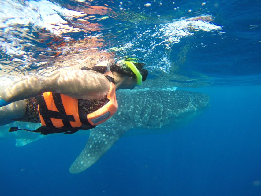 Quintana Roo: Whale Shark Swim, Private Boat Trip, and Lunch - Key Points