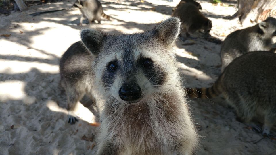 Raccoon Island: Exploration on SUP/Kayak - Inclusions and Amenities