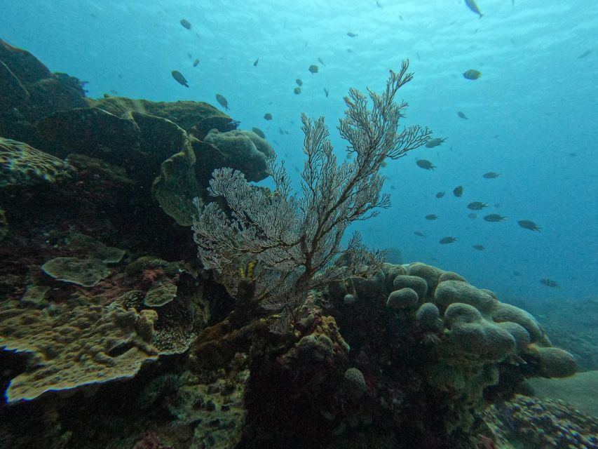 Reef Rehabilitation Course & Snorkeling - Key Points