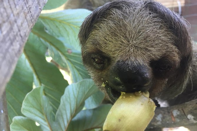 Roatan Shore Excursion: Monkeys, Sloths, and Snorkel Adventure - Key Points