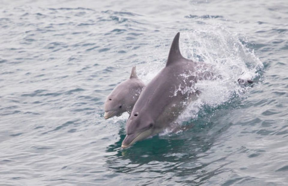 Rockingham: Shoalwater Islands Tour and Penguin Island - Key Points