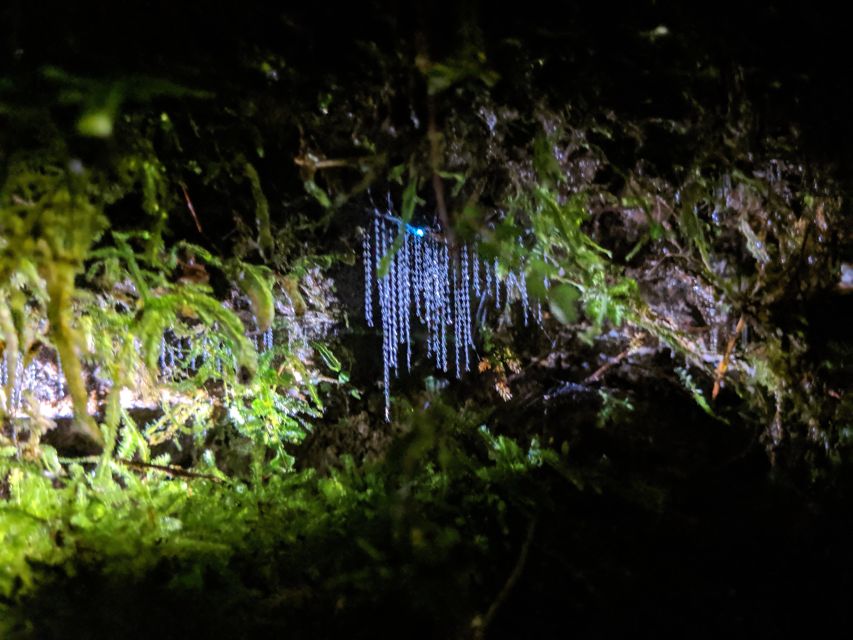 Rotorua: Nocturnal Glow Worm Tour With a Guide - Key Points