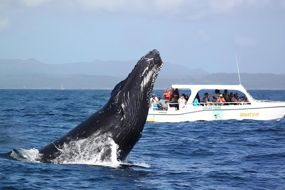 Santo Domingo: Whale Watching and Cayo Levantado - Key Points