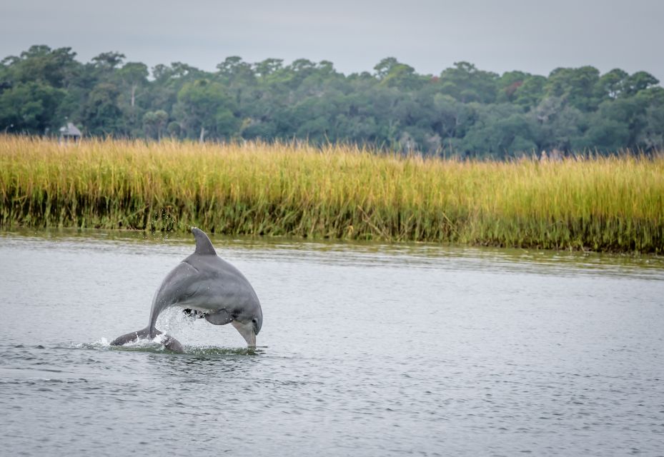 Savannah: Dolphin Spotting and Wildlife Eco Cruise - Key Points