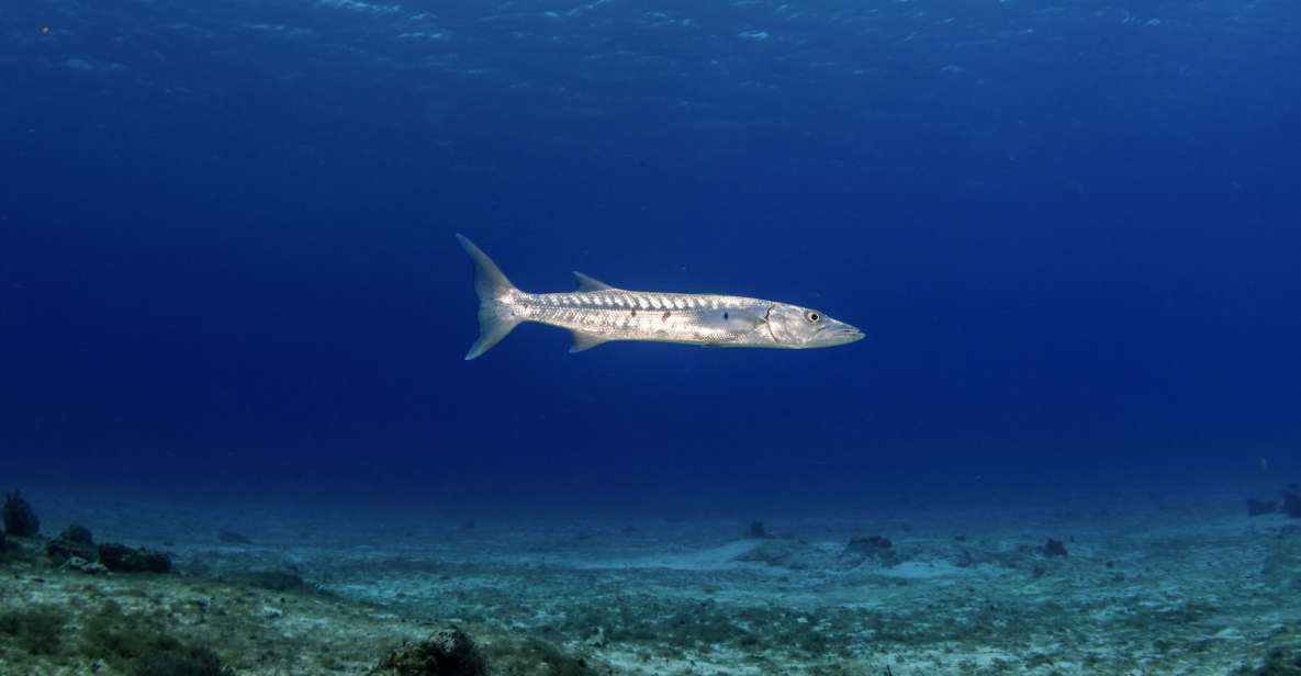 Scuba Diving Refresher in Cozumel - Key Points