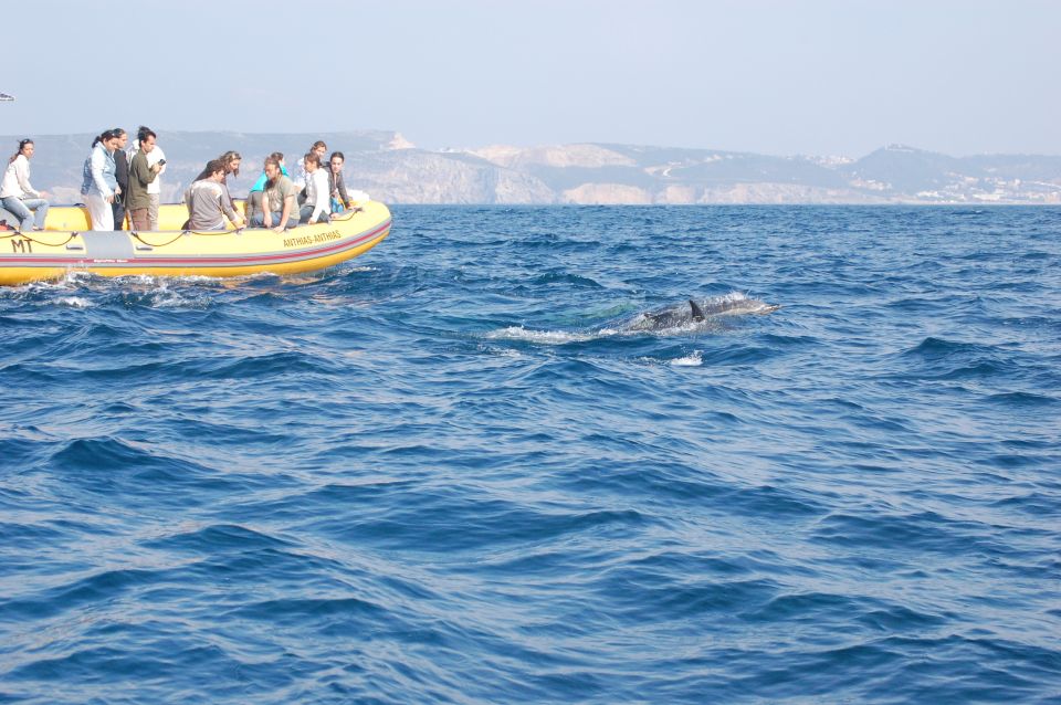 Sesimbra: Eco-friendly Dolphin Watching Tour - Key Points