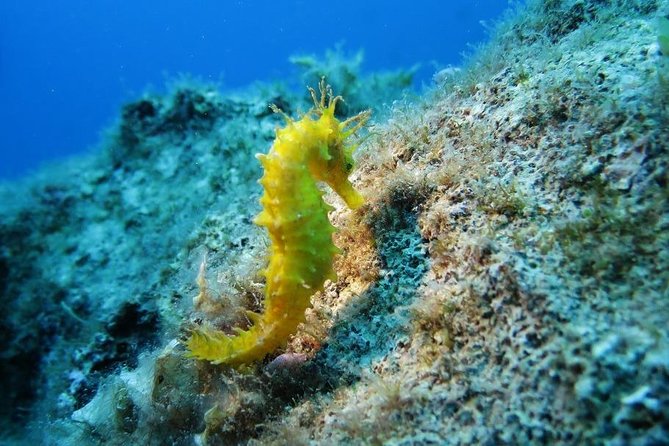 Snorkeling Tour From Coast to Coast in Taormina and Isola Bella - Key Points