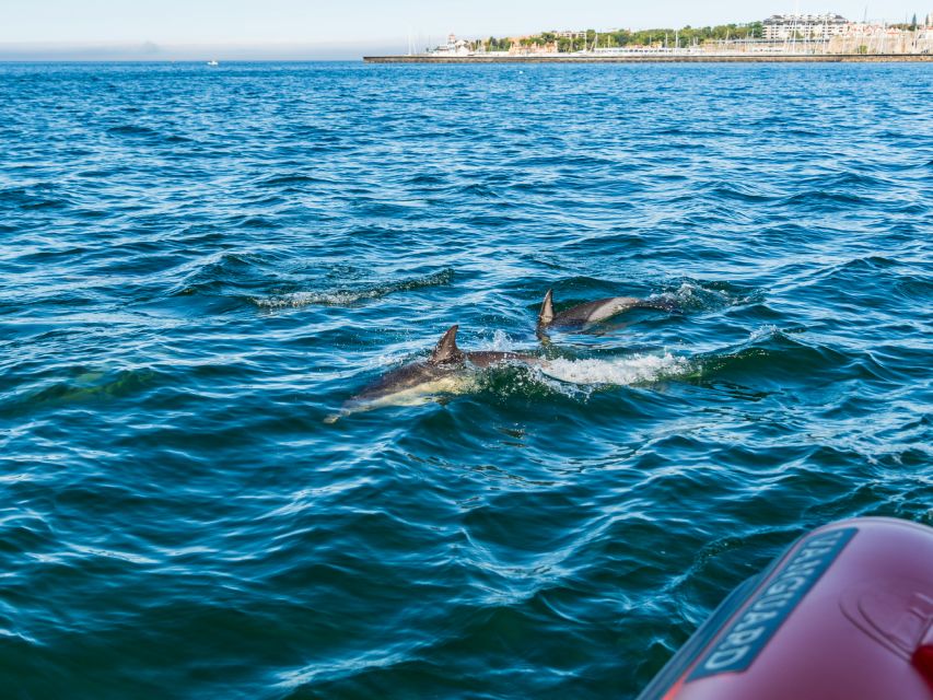 South Route: Dolphin Watching - Key Points