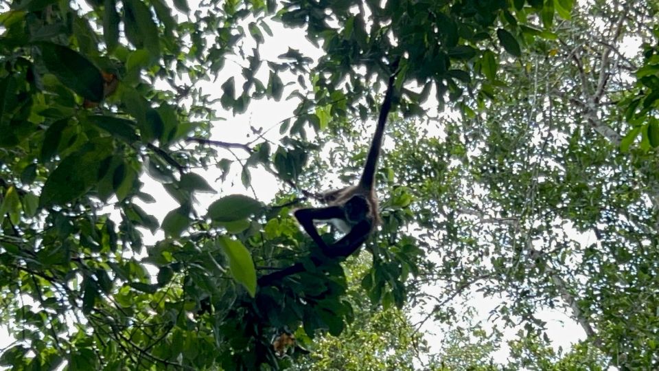 Spider Monkey at Punta Laguna - Key Points