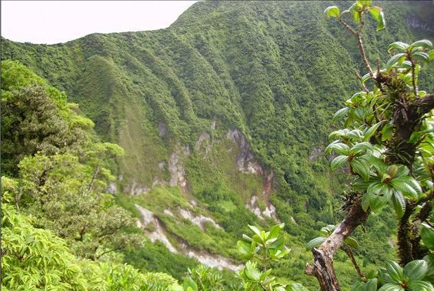 St Kitts Half Day Rainforest Tour From Basseterre