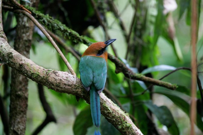 St. Lucia Aerial Tram Tour at Rainforest Adventures - Tour Overview and Highlights