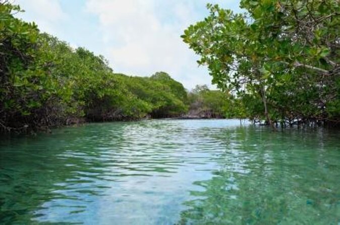 Sunset Kayak Tour in the Mangrove Lagoon, St Thomas - Key Points