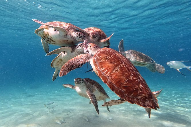 Swimming With Sea Turtles Incl. Pictures. Award Winner - Overview of the Excursion