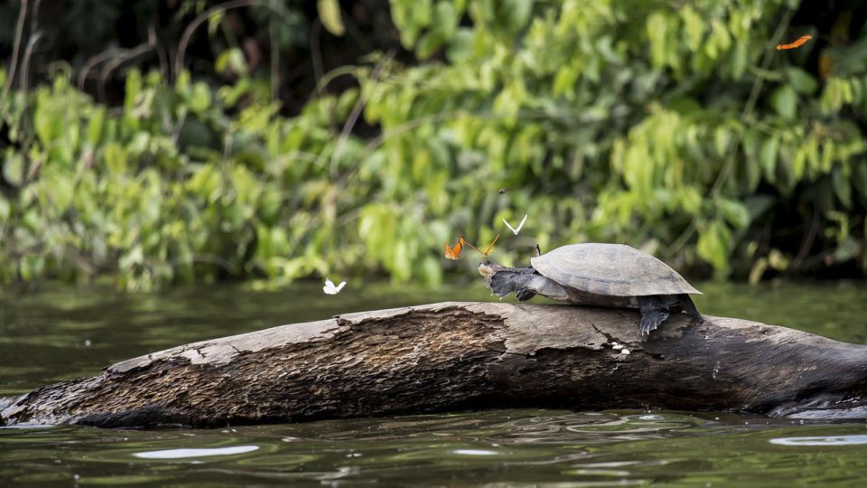 Tambopata Peruvian Amazon Jungle for Three Days/Two Nights - Key Points