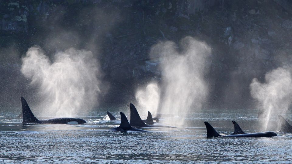 Telegraph Cove: Half-Day Whale Watching Tour