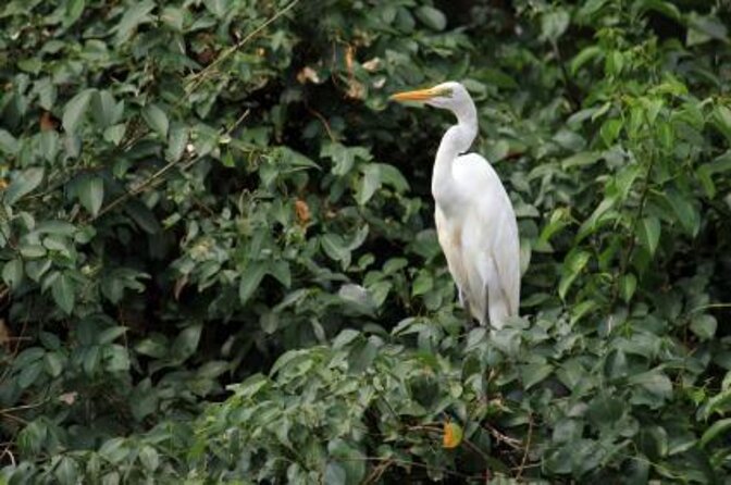 The Nature Trail at Chorao Island - Key Points