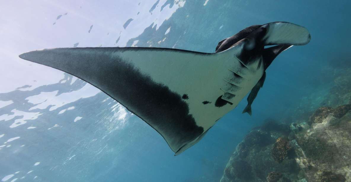 The Window: Manta Ray Dive at La Reina - Key Points