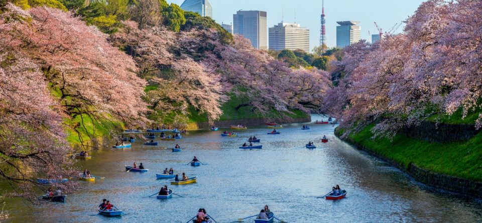 Tokyo: Private Cherry Blossom Experience - Key Points