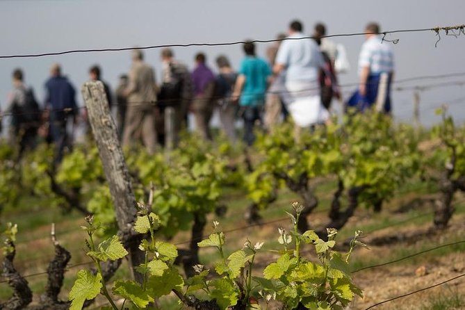 Tour of a Vineyard, Winery & Cellar With Wine Tasting in Vouvray, Loire Valley - Key Points