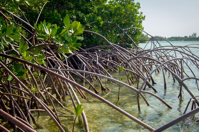 Turtle Eco Tour on Stand-Up Paddleboards or Kayaks Into the National Marine Park - Wildlife Encounters and Highlights