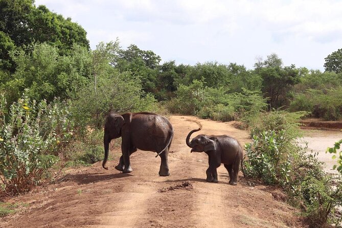 Udawalawe National Park | Private Safari Tour - Key Points