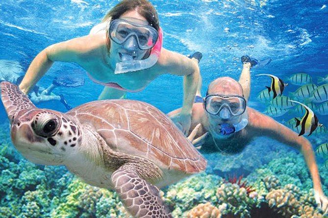 Ultimate Shore Snorkeling Adventure on Kauai - Key Points