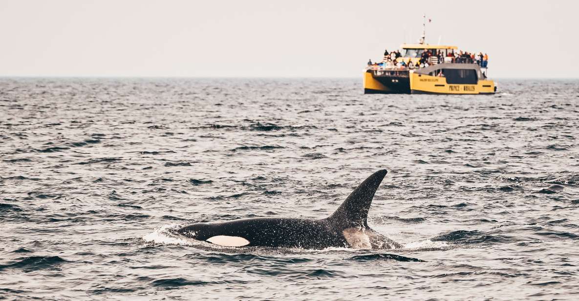 Victoria: Whale Watching Cruise by Covered Boat - Key Points