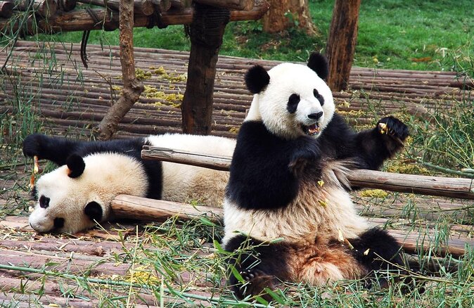 Visiting Dujiangyan Yaan Wolong Panda Base Optional Volunteering - Key Points