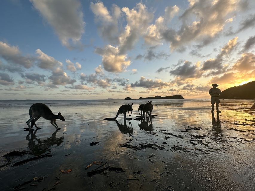 Wallabies on the Beach Sunrise Trip From Mackay - Key Points