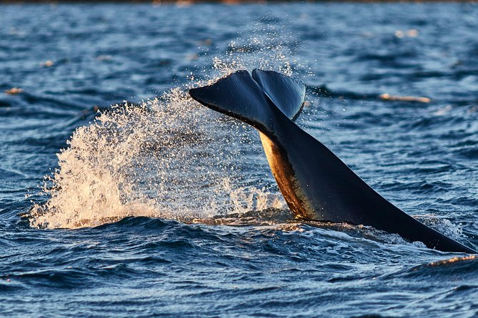 Whale Watching RIB Boat Tour in Skjervoy From Tromso - RIB Boat Whale Watching Excursion