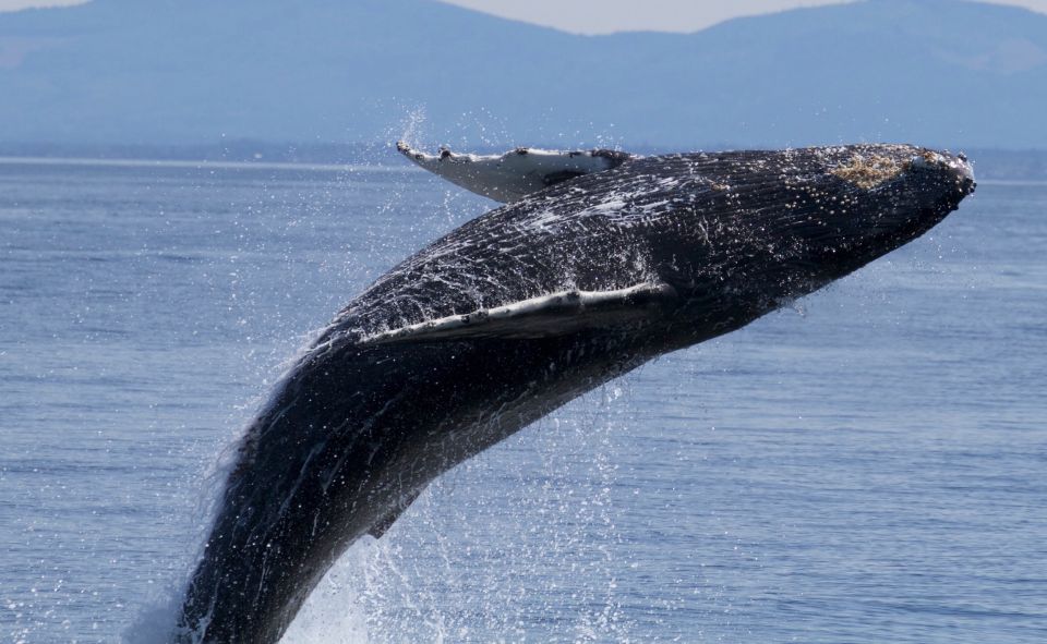 Whale Watching Tour in Victoria, BC - Key Points