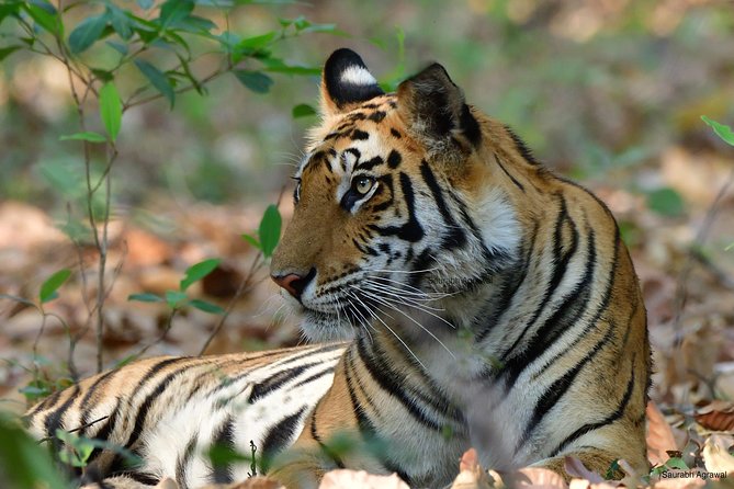 Wildlife of Central India - Key Points