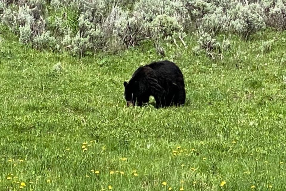 Yellowstone, MT: Lower Loop Private Tour - Key Points