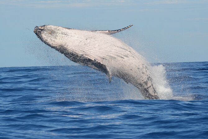 1.5 -Hour Guided Whale and Marine Life Tour - Key Points