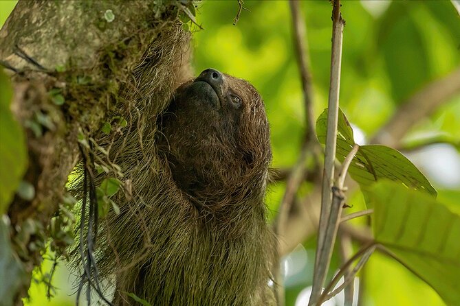 1-Hour Private Sloth Tour in the Rainforest From Costa Rica - Key Points