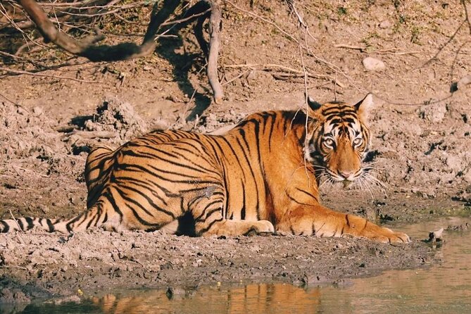 08 Days Golden Triangle Tour With Ranthambore and Jhalana Safari