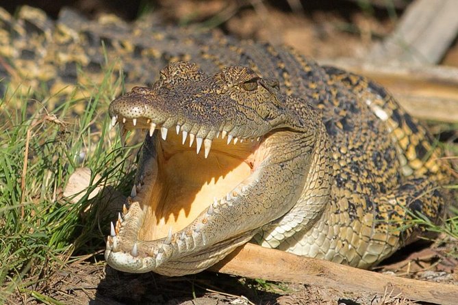 1 Day Corroboree Billabong Wetland Experience Including 2.5 Hour Cruise + Lunch