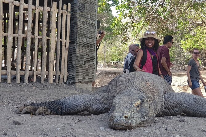 1- Day Komodo Island Tour Hopping Around by Speed Boat