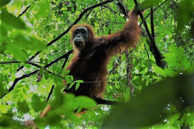 2 Day Orangutan Jungle Trek From Hotel Orangutan Bukit Lawang - Tour Overview