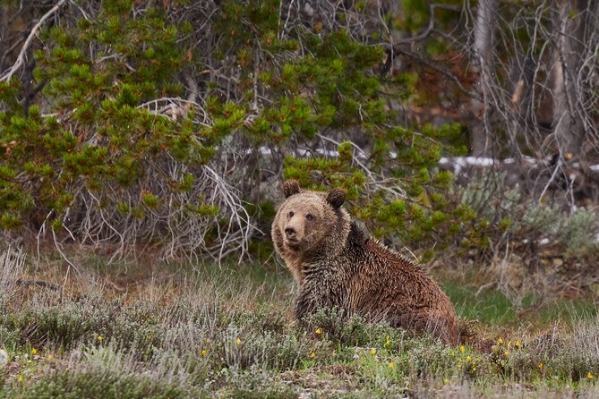 2-Day Yellowstone National Park Upper and Lower Loop Exploration - Tour Overview and Highlights