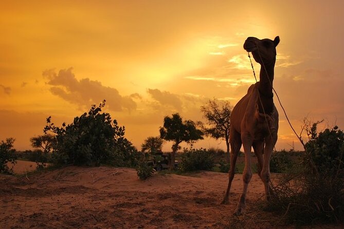 2 Days-1 Night Camel Tour - Tour Details