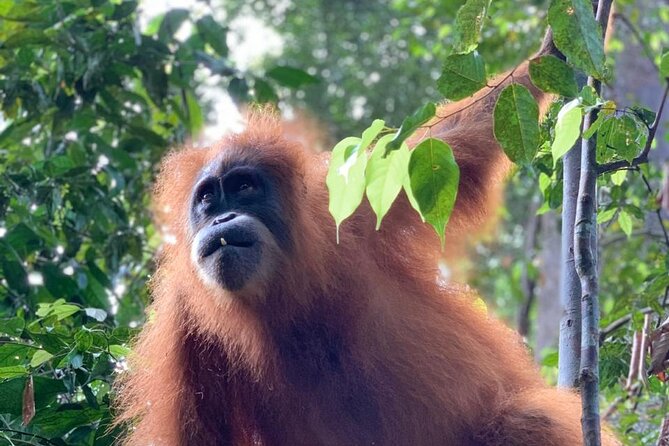 2 Days 1 Night in THE JUNGLE Mount Leuser ( See ORANGUTAN) - Included Amenities and Activities