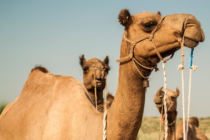 2 Days and 1 Night Camel Safari - Inclusions of the Safari