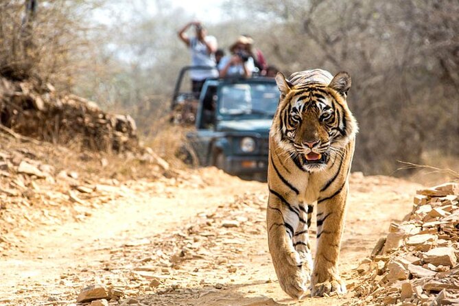 2-Days Private Ranthambhore Tiger Tour From Jaipur