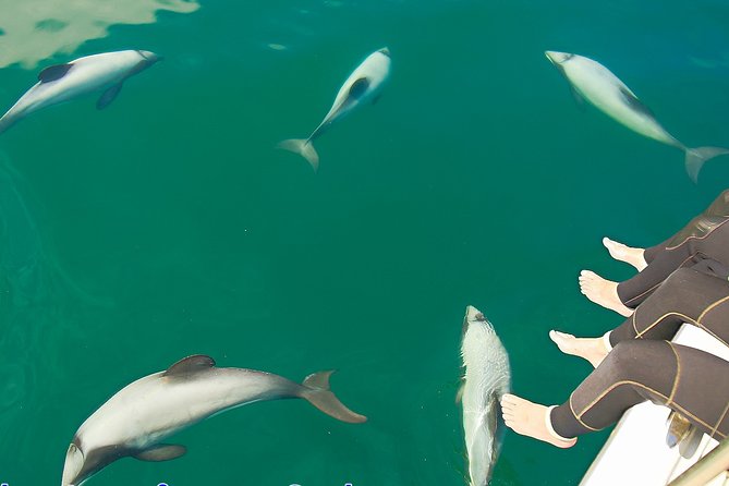 2 Hour Dolphin Viewing Eco-Tour From Picton