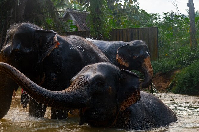 2-Hour Guided Eco-Tour & Transfer to Khaolak Elephant Sanctuary